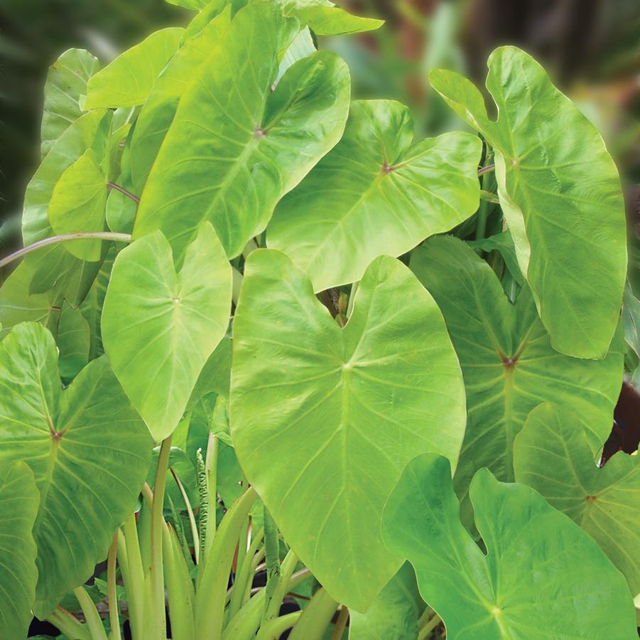 Colocasia esculenta Royal Hawaiian® Maui Gold