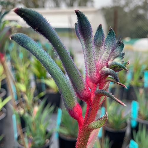 Anigozanthos Celebrations® Fireworks