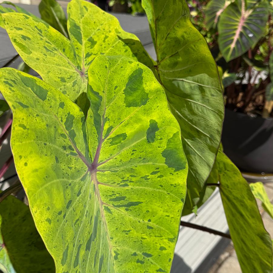 Colocasia Royal Hawaiian® Mai Tai