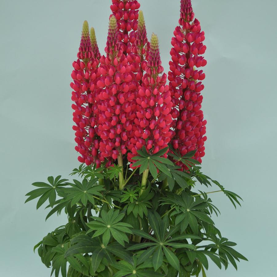 Lupine polyphyllus Staircase&trade; Red