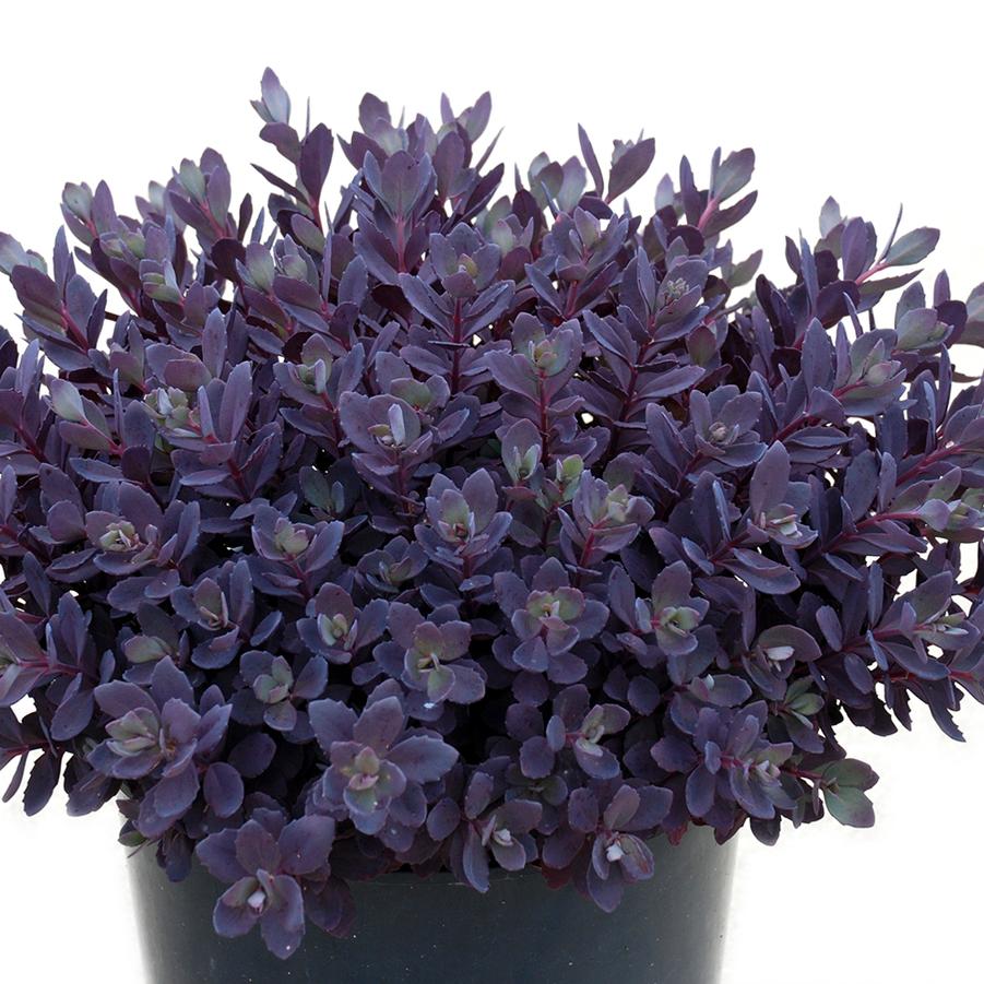 Sedum Sunsparkler&reg; Plum Dazzled