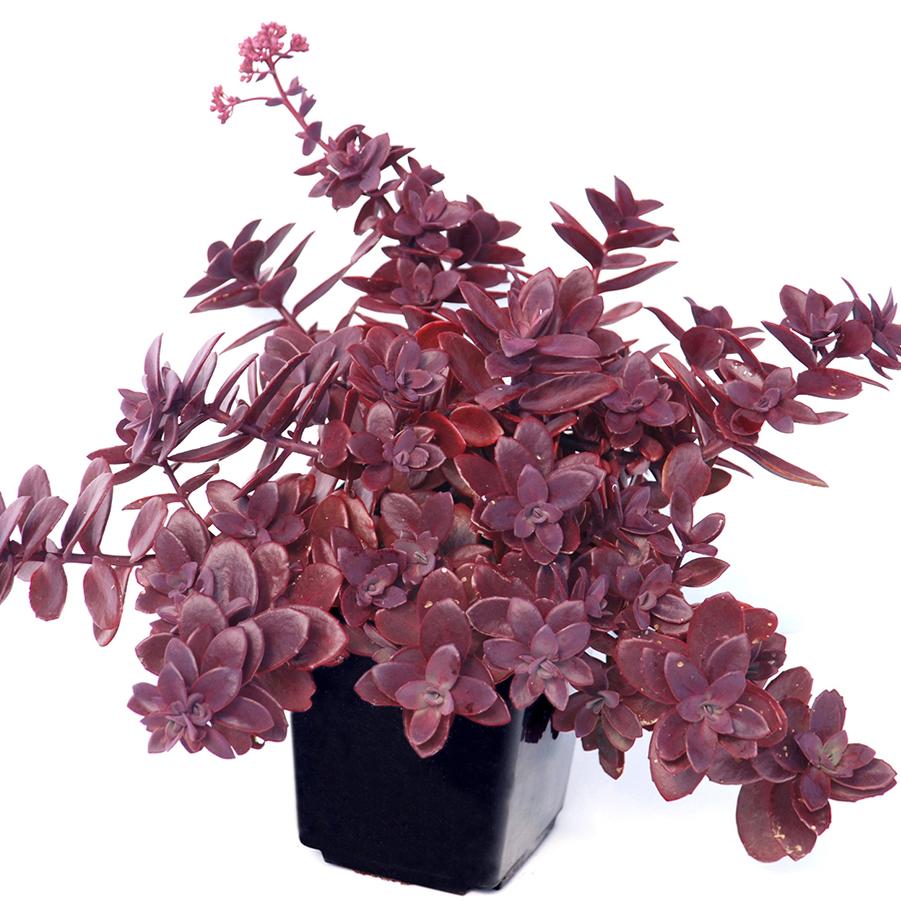 Sedum Sunsparkler&reg; Firecracker