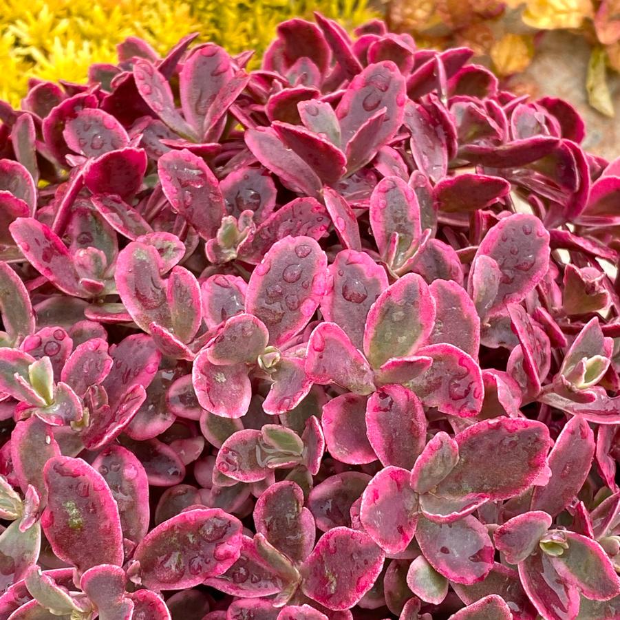 Sedum Sunsparklers Neon Nova