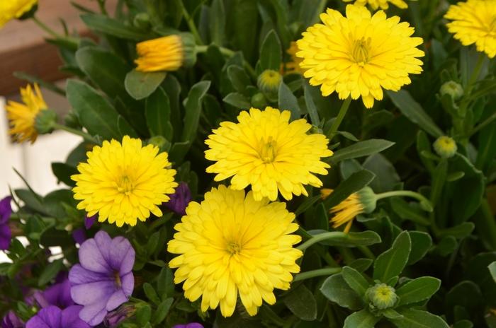 Calendula Power Daisy Sunny