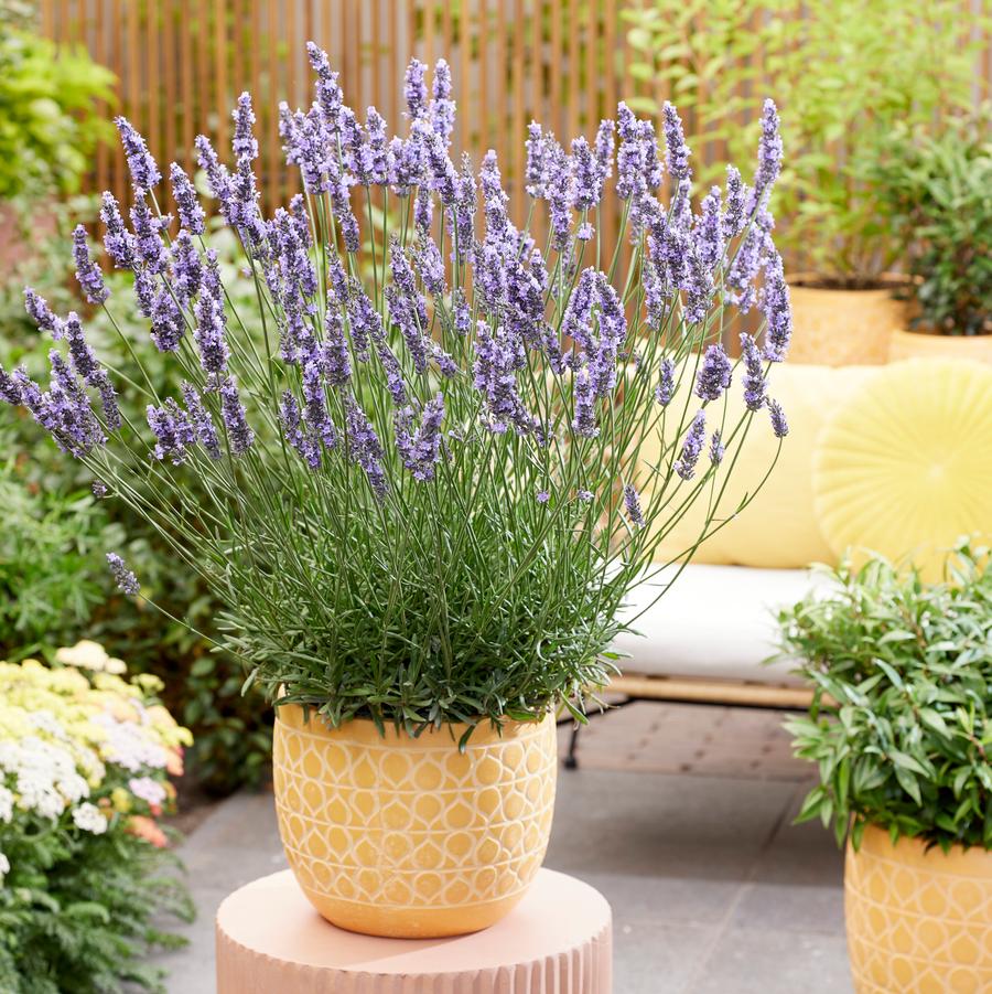 Lavandula x intermedia Sensational!&trade;