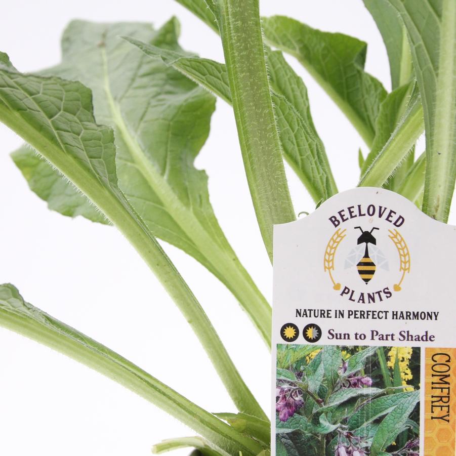 Symphytum officinale 