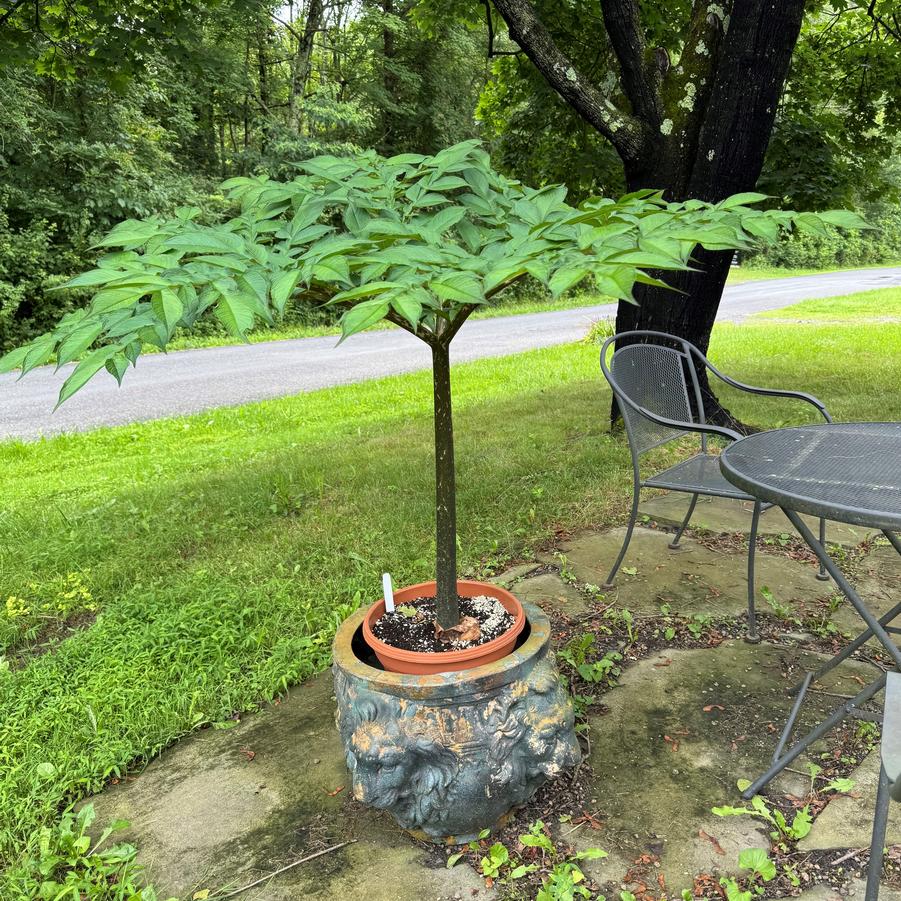 Amorphophallus konjac 