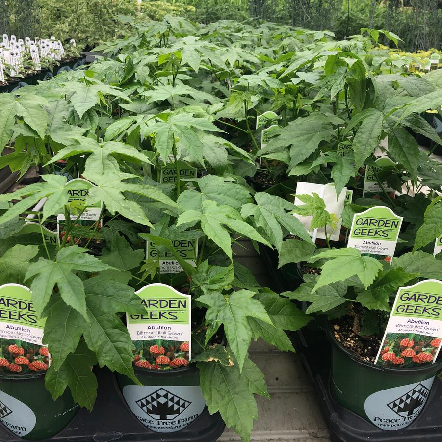 Abutilon Biltmore Ballgown