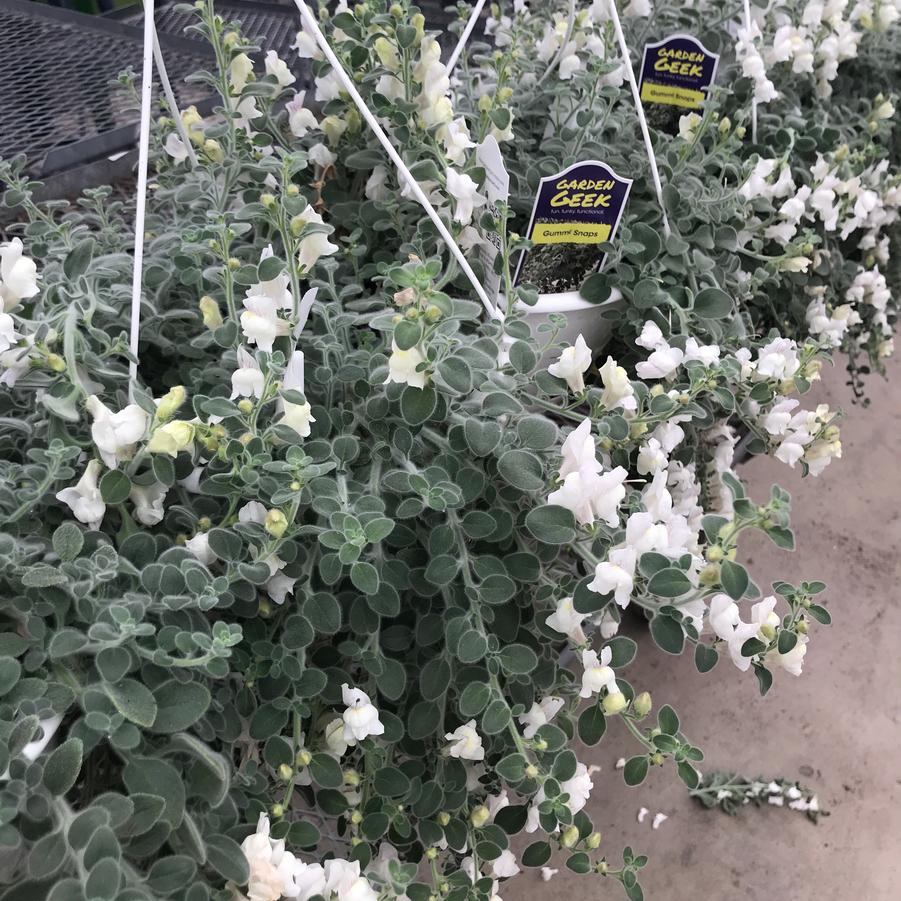 Antirrhinum glutinosum Gummy Snaps