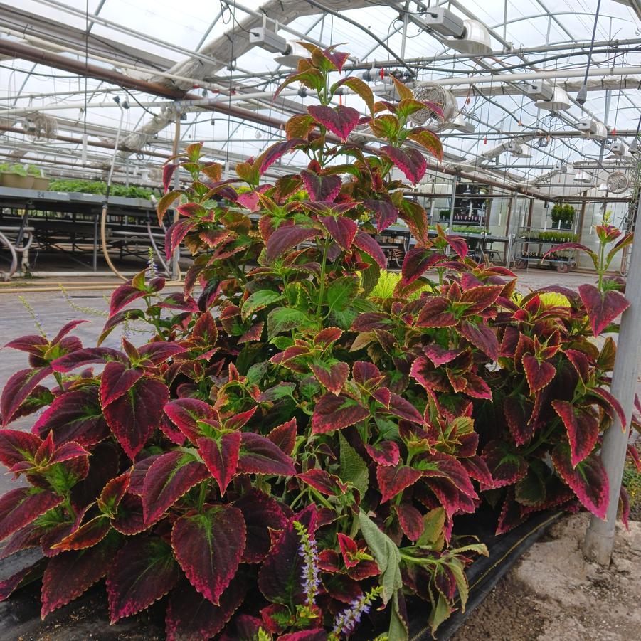 Coleus scutellarioides Japanese Giant