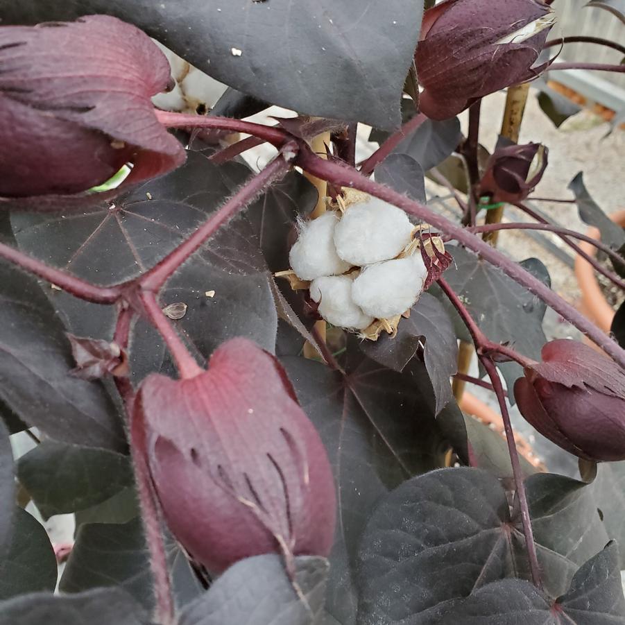 Gossypium herbaceum Nigra