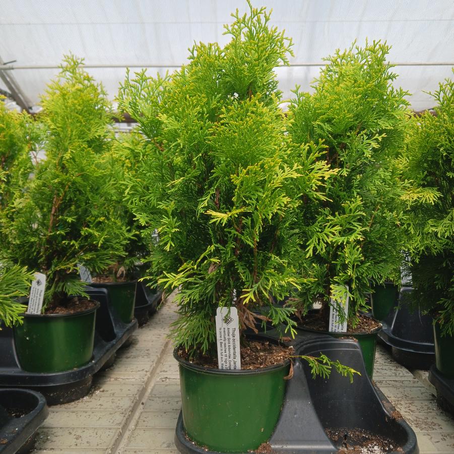 Thuja occidentalis Jantar