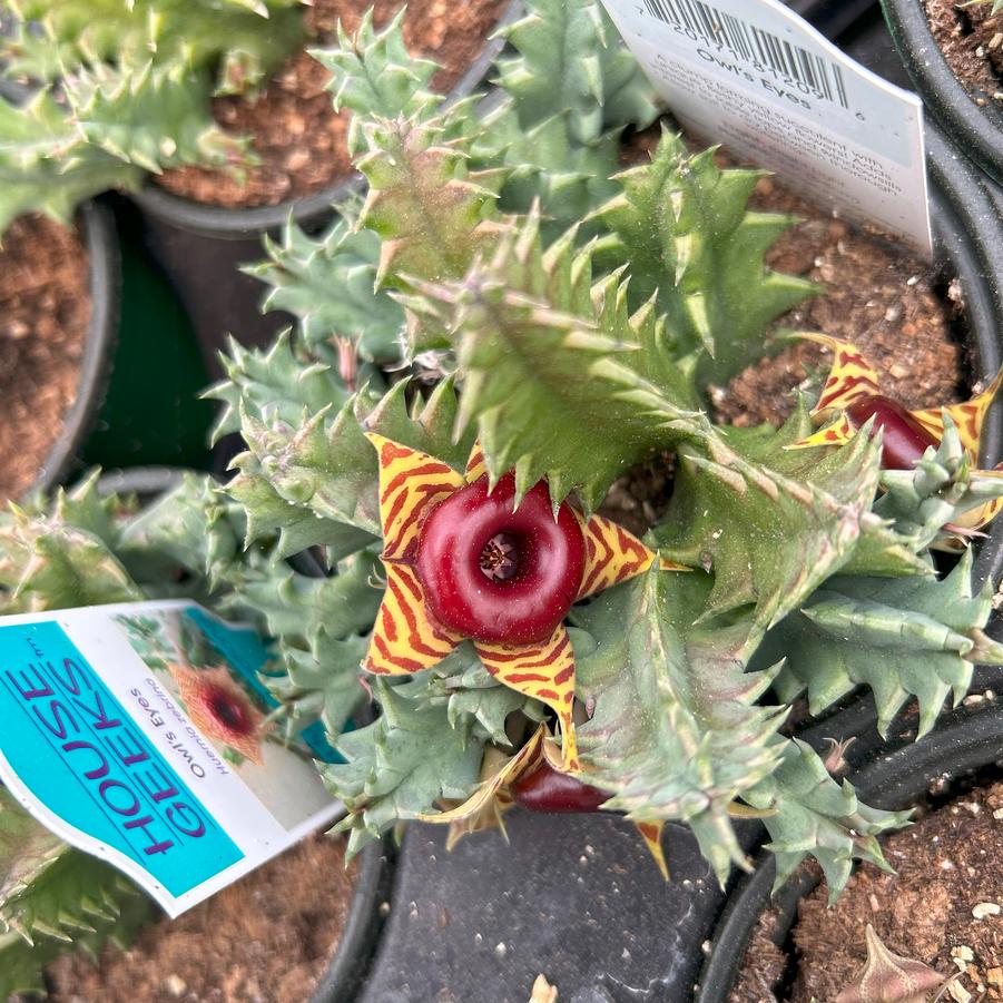 Huernia zebrina 