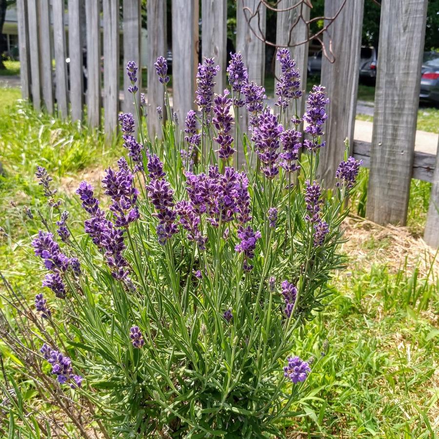 Lavandula angustifolia Royal Velvet