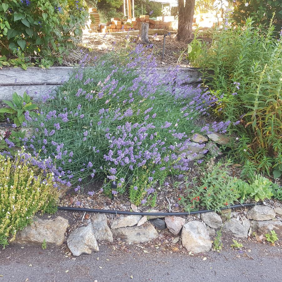 Lavandula x intermedia Asa Blue