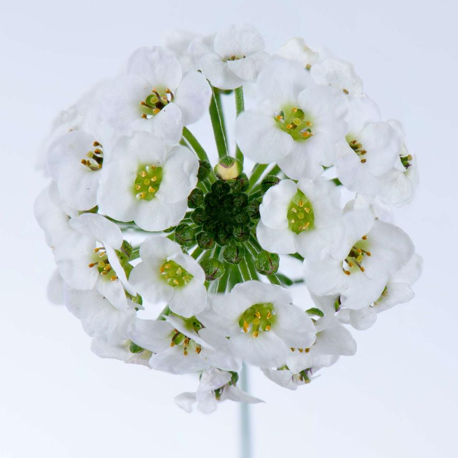 Lobularia maritima Stream White