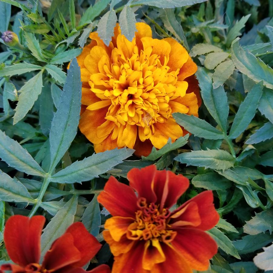 Tagetes patula 