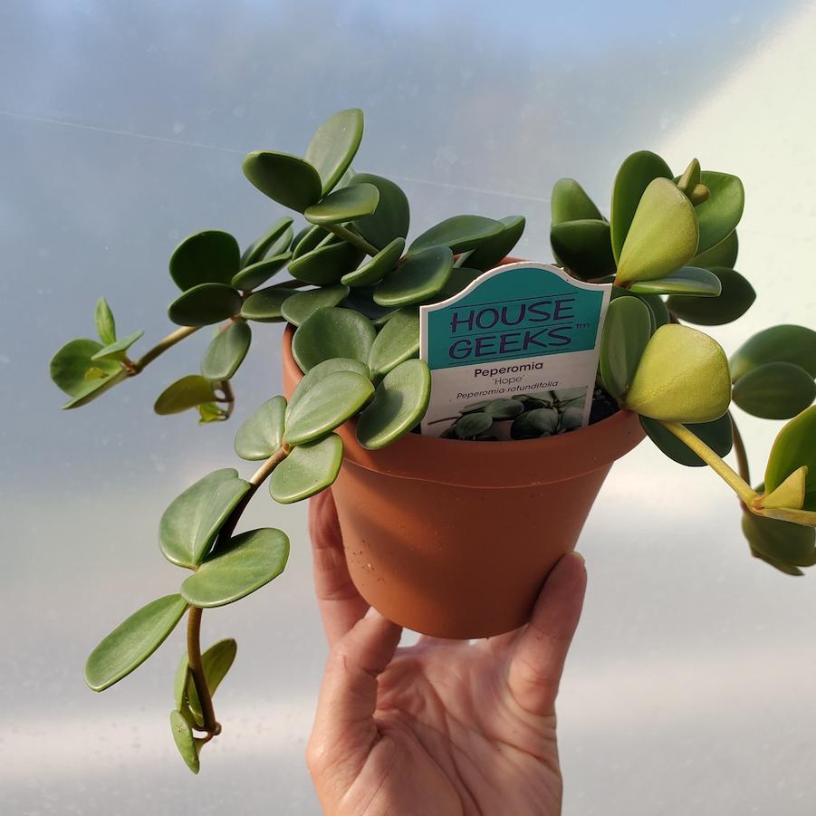 Peperomia rotundifolia Hope