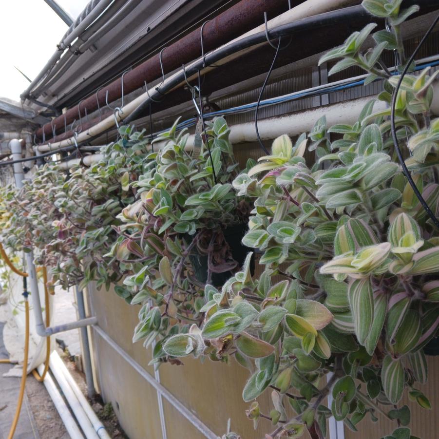 Tradescantia sillamontana Variegated