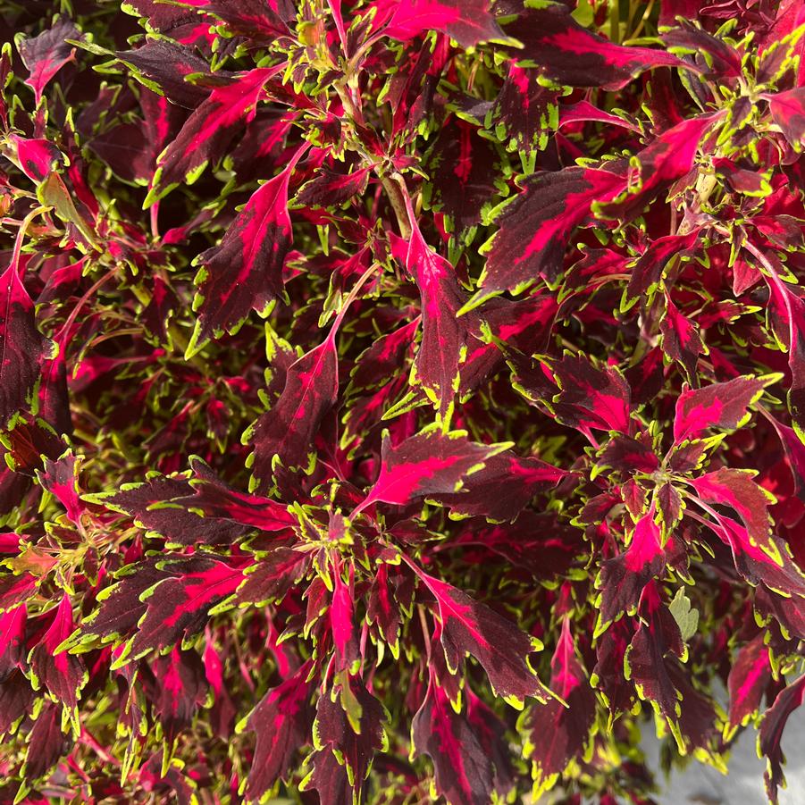 Coleus Flexi&trade; Original