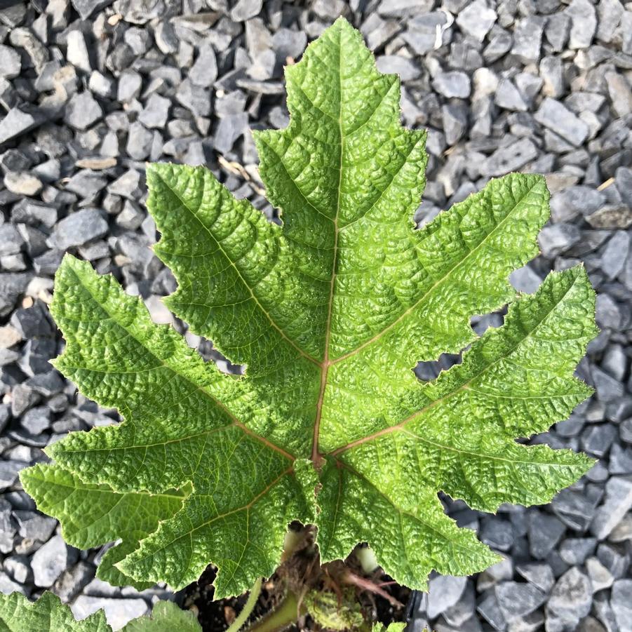 Gunnera tinctoria 