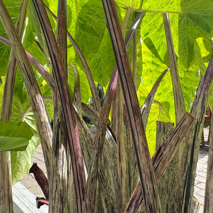 Colocasia Royal Hawaiian® Mai Tai