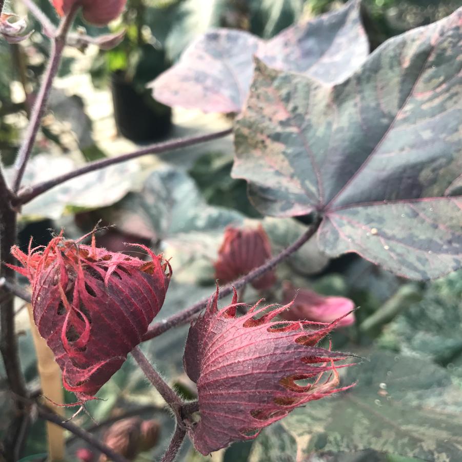 Gossypium hirsutum Pink Variegated