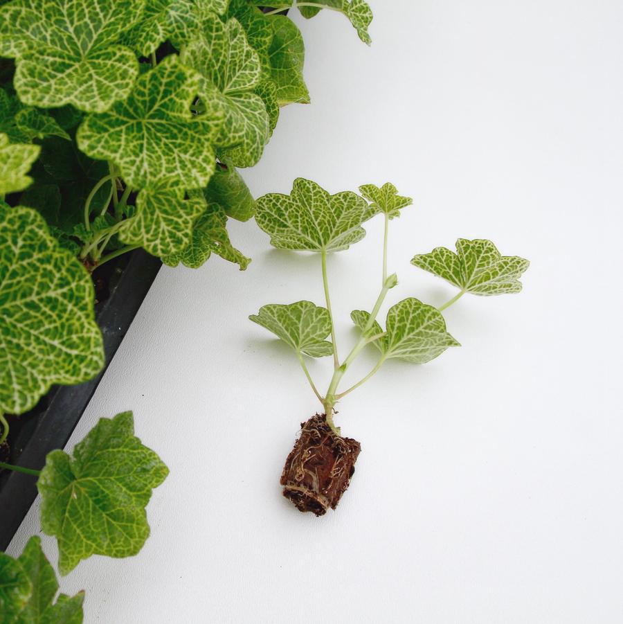 Pelargonium peltatum Crocodile