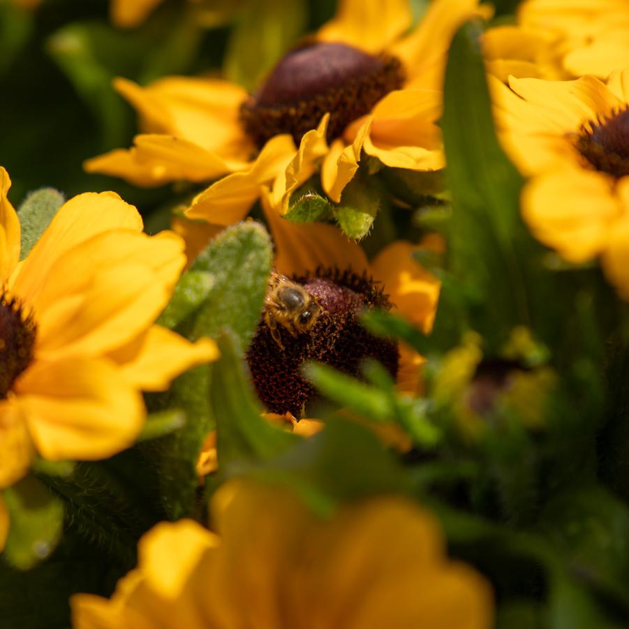 Rudbeckia hirta Tablemate Gold
