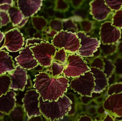Coleus Burgundy Wedding Train