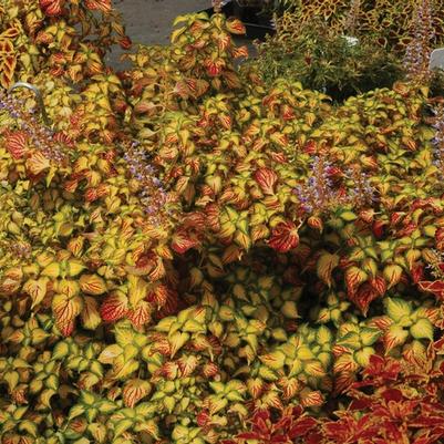 Coleus Electric Slide