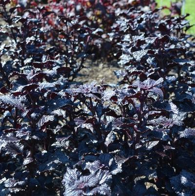 Coleus Shiny Shoes