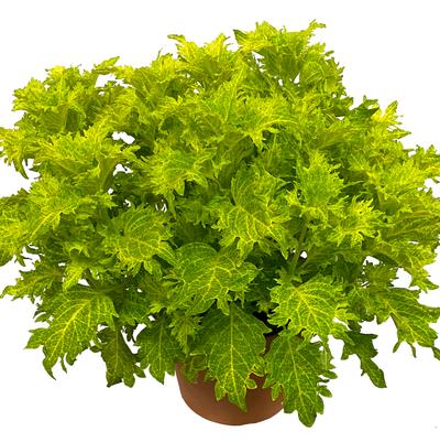 Coleus scutellarioides TerraScape™ Lime and Shine
