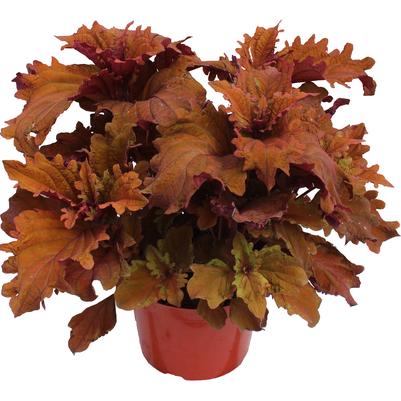 Coleus scutellarioides TerraScape™ Mohave Sunrise