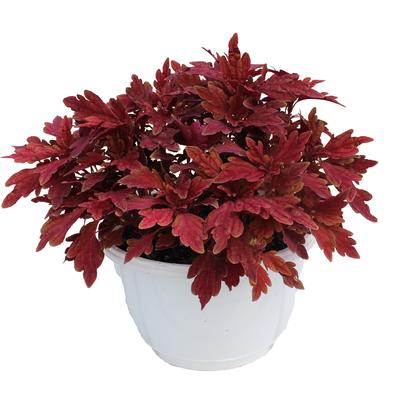 Coleus scutellarioides TerraScape™ Paprika