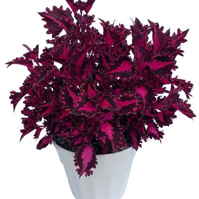 Coleus scutellarioides TerraScape™ Pink Ribbons