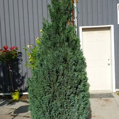 Chamaecyparis lawsoniana Ellwoodii