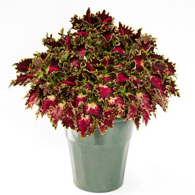 Coleus scutellarioides TerraScape™ Royal Delight