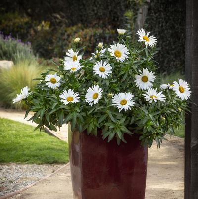 Leucanthemum Betsy