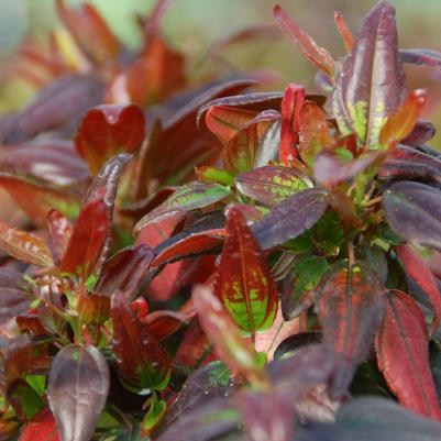 Acalypha wilkesiana Inferno