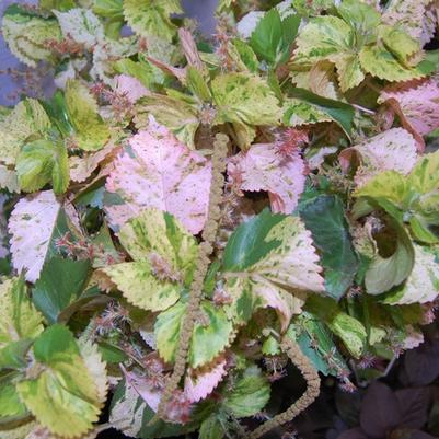 Acalypha wilkesiana Tiki Peach Whirl