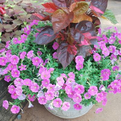 Acalypha wilkesiana Copperhead