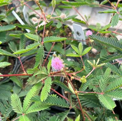 Mimosa pudica 