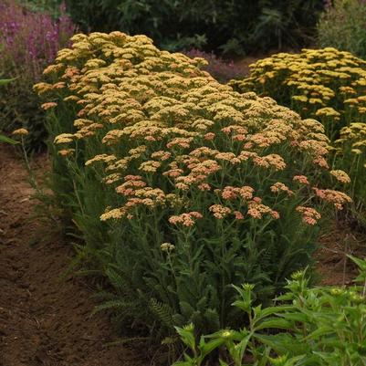 Achillea millefolium New Vintage&trade; Terracotta