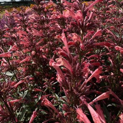 Agastache mexicana Summerlong&trade; Coral