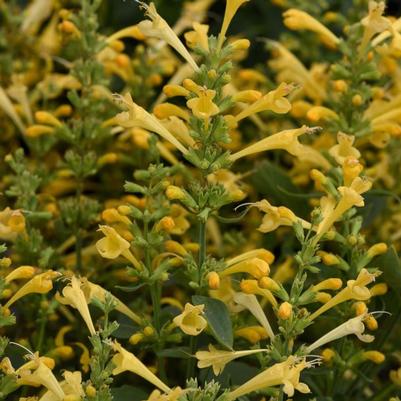 Agastache mexicana Summerlong&trade; Lemon