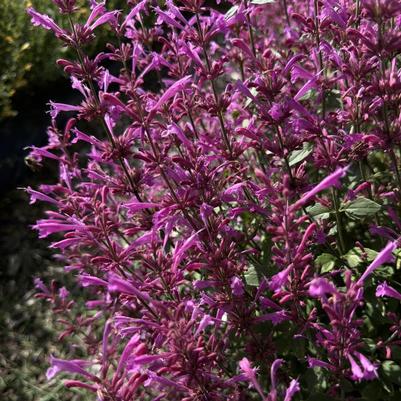 Agastache mexicana Summerlong&trade; Lilac