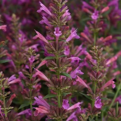 Agastache mexicana Summerlong&trade; Magenta
