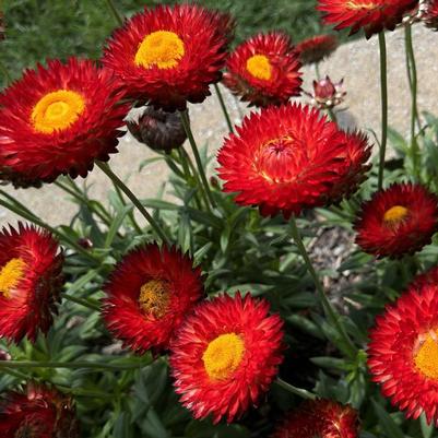 Bracteantha bracteata Granvia Crimson Sun