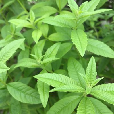Aloysia triphylla 